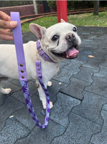 Collar de paseo para Mascotas