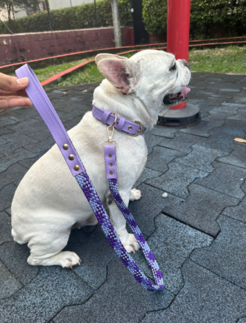 Collar de paseo para Mascotas